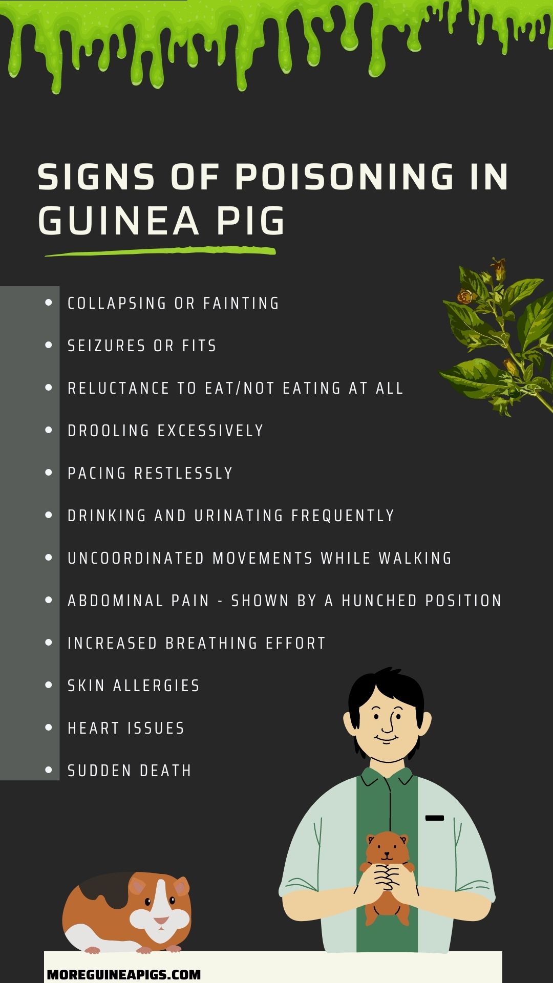 Guinea Pig Ate Poisonous Plant Symptoms and Treatment More Guinea Pigs