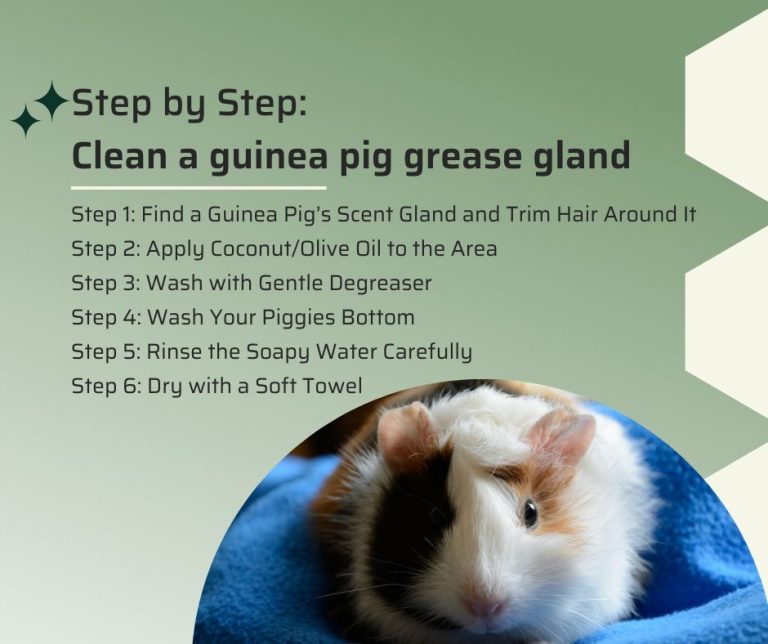 The Complete Guide about Guinea Pig Grease Gland More Guinea Pigs