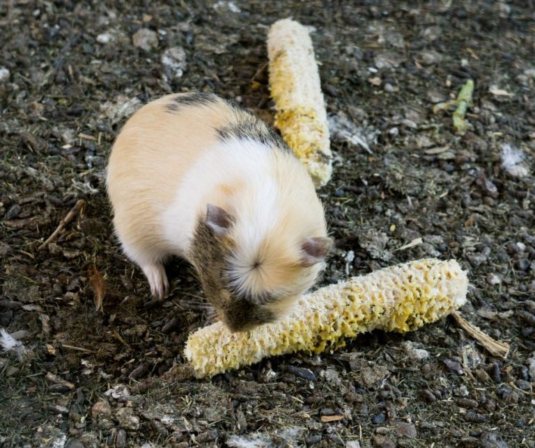 6 Causes Why My Guinea Pig Poop Smells So Bad More Guinea Pigs