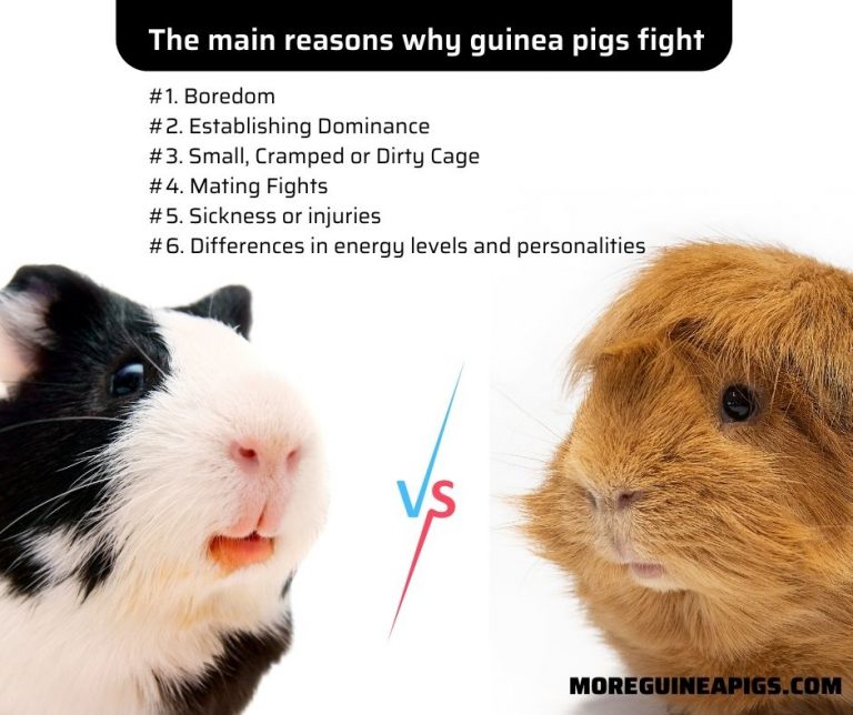 Guinea Pigs Fighting Causes and How to Deal with It! More Guinea Pigs