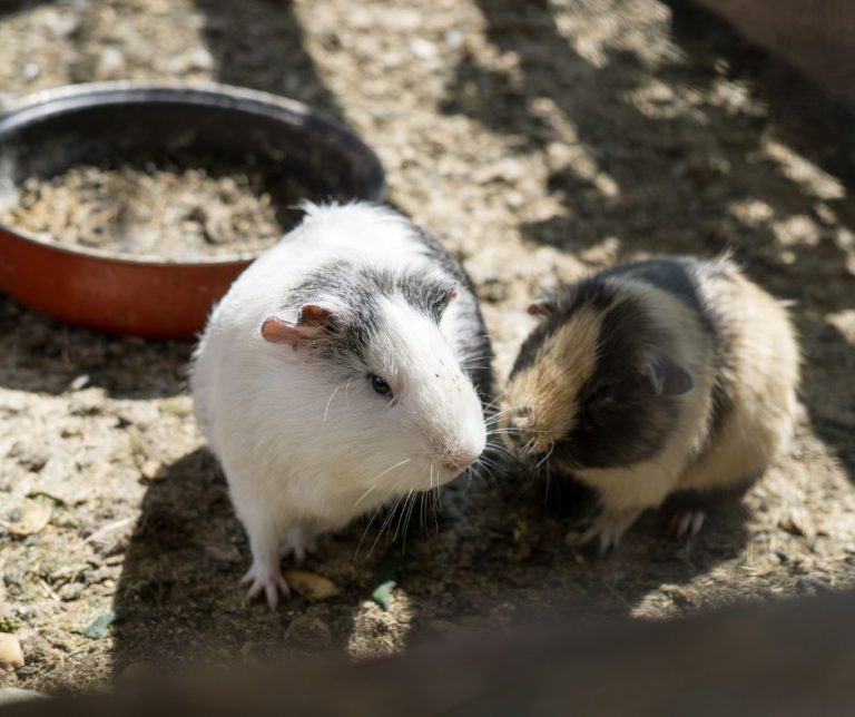 11 Guinea Pig Behaviors To Help You Understand More About Them More 11 Guinea Pig Behaviors To Help You Understand More About Them More