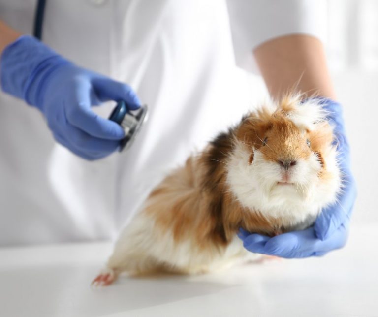 8 Disorders and Diseases of Guinea Pigs More Guinea Pigs
