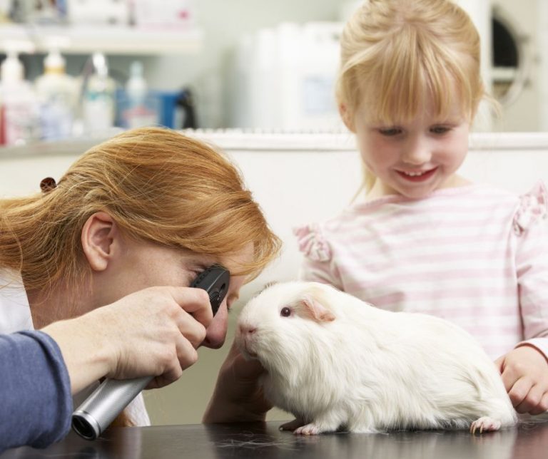 Guinea Pig Hay Poke Treat and Prevent More Guinea Pigs