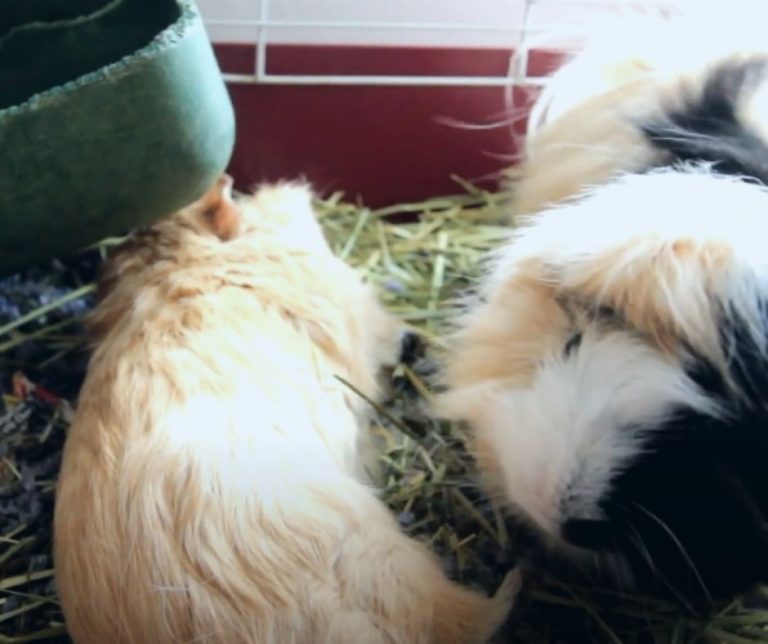 10 Signs Of A Dying Guinea Pig More Guinea Pigs