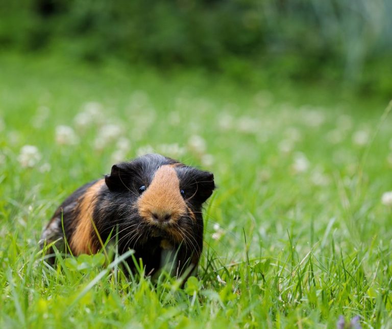 11 Guinea Pig Behaviors To Help You Understand More About Them More 11 Guinea Pig Behaviors To Help You Understand More About Them More