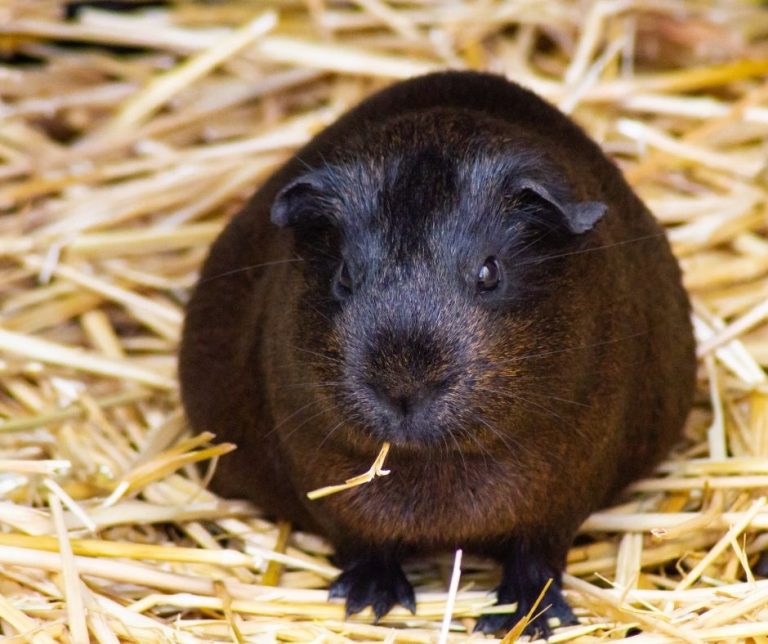 Care of a Pregnant Guinea Pig - More Guinea Pigs