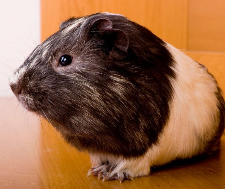 The Complete Guide about Guinea Pig Grease Gland More Guinea Pigs