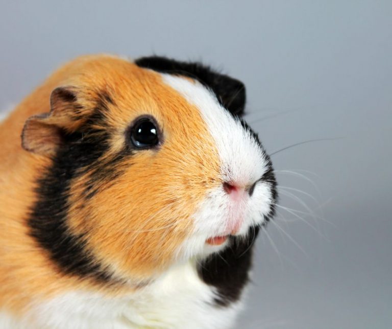 Guinea Pig Urinating Excessively: Cause, Treatment, and Prevention ...