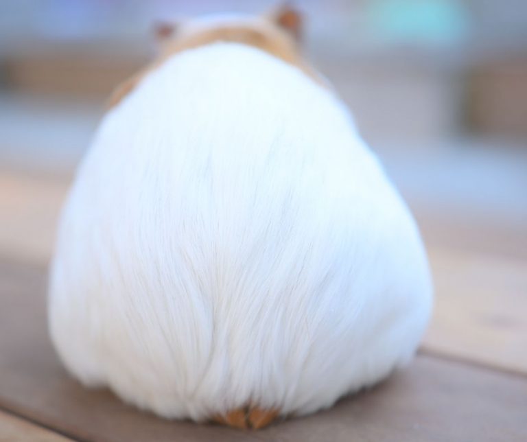 The Complete Guide about Guinea Pig Grease Gland More Guinea Pigs