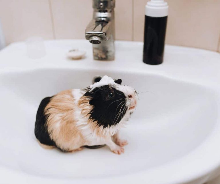 How To Bathe A Guinea Pig More Guinea Pigs   Guinea Pig In The Lavabo 768x644 