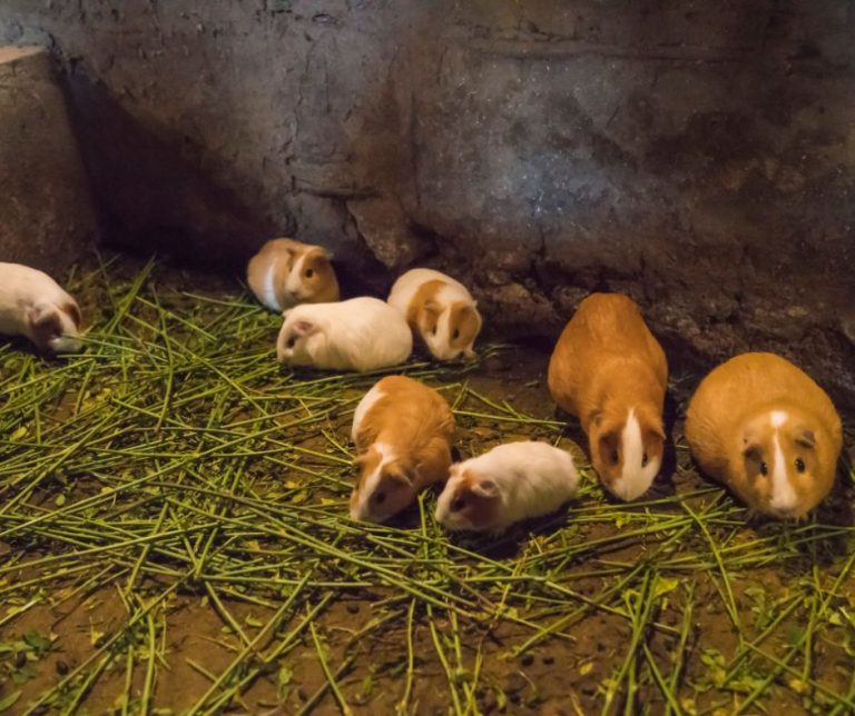 Do Guinea Pigs Burrow? More Guinea Pigs