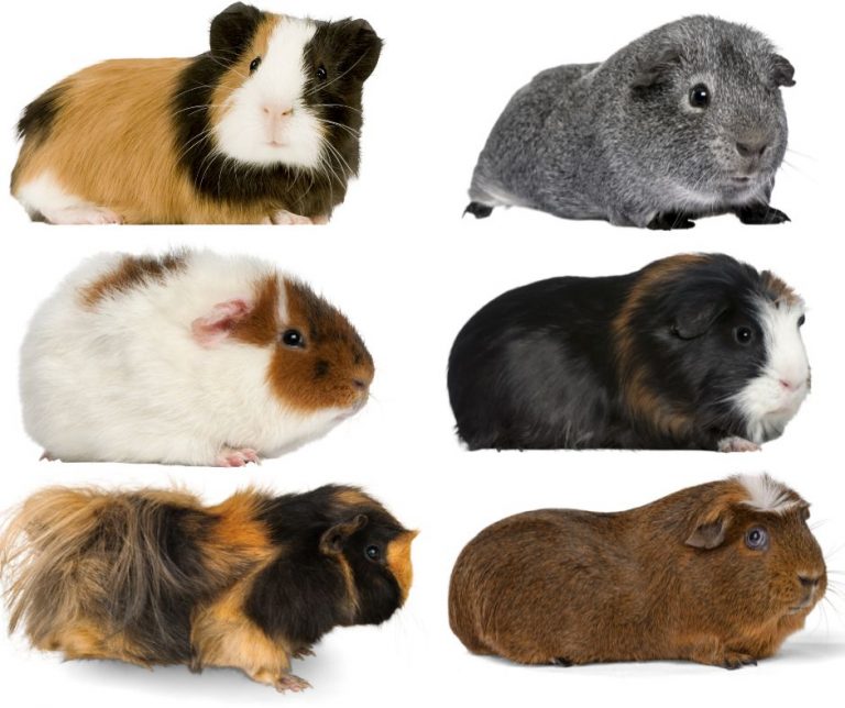 11 Guinea Pig Colors And Specific Morphs More Guinea Pigs