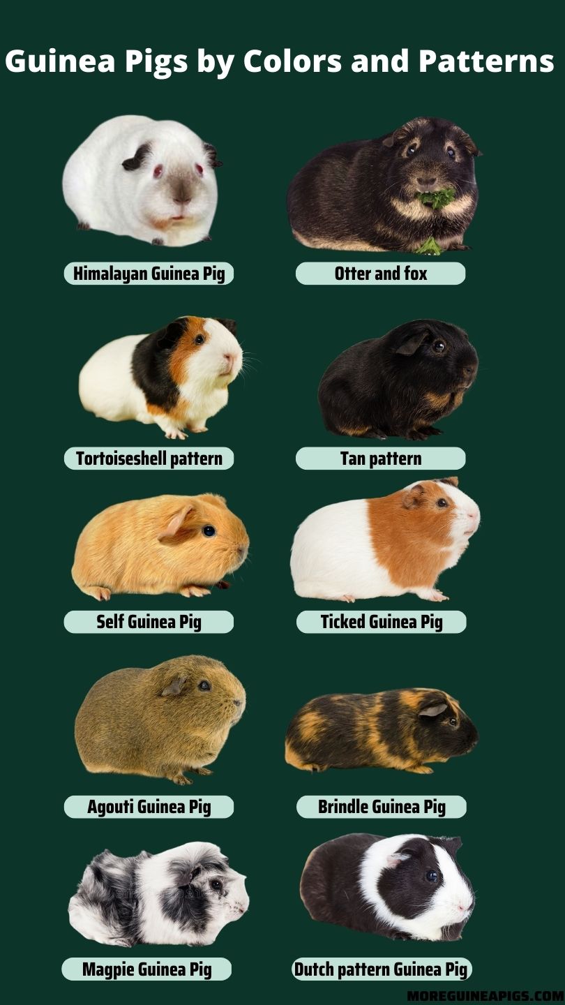 13 Best Guinea Pig Breeds More Guinea Pigs