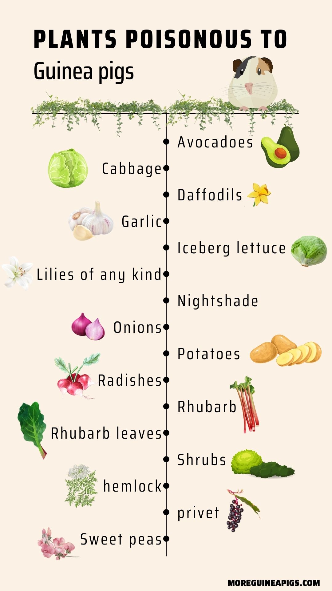 Can Guinea Pigs Eat Catnip? More Guinea Pigs