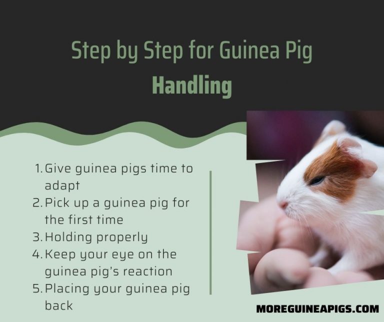 Complete Guide for Guinea Pig Handling More Guinea Pigs
